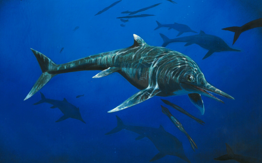 Ichthyosaur Fossil