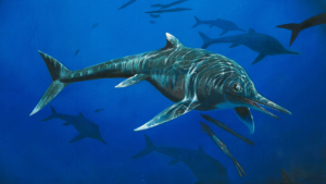 Ichthyosaur Fossil