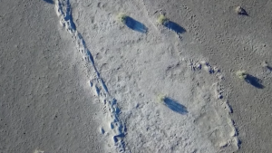 mammoth footprints mammoth footprints