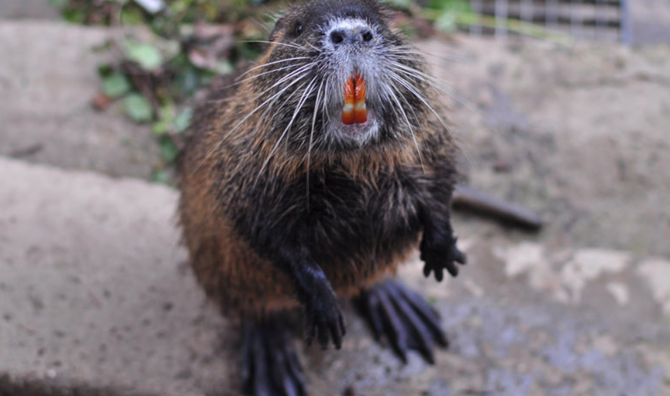 nutria west coast