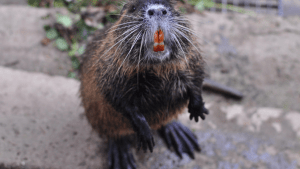 nutria west coast