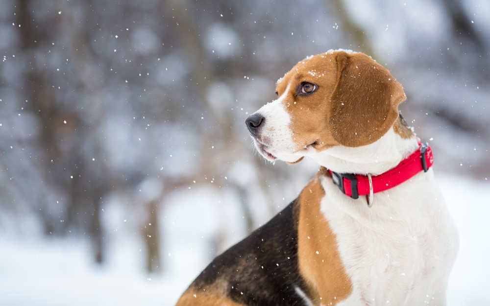 A dog's sense of smell is even more advanced than we realized | BGR A dog's sense of smell is even more advanced than we realized | BGR