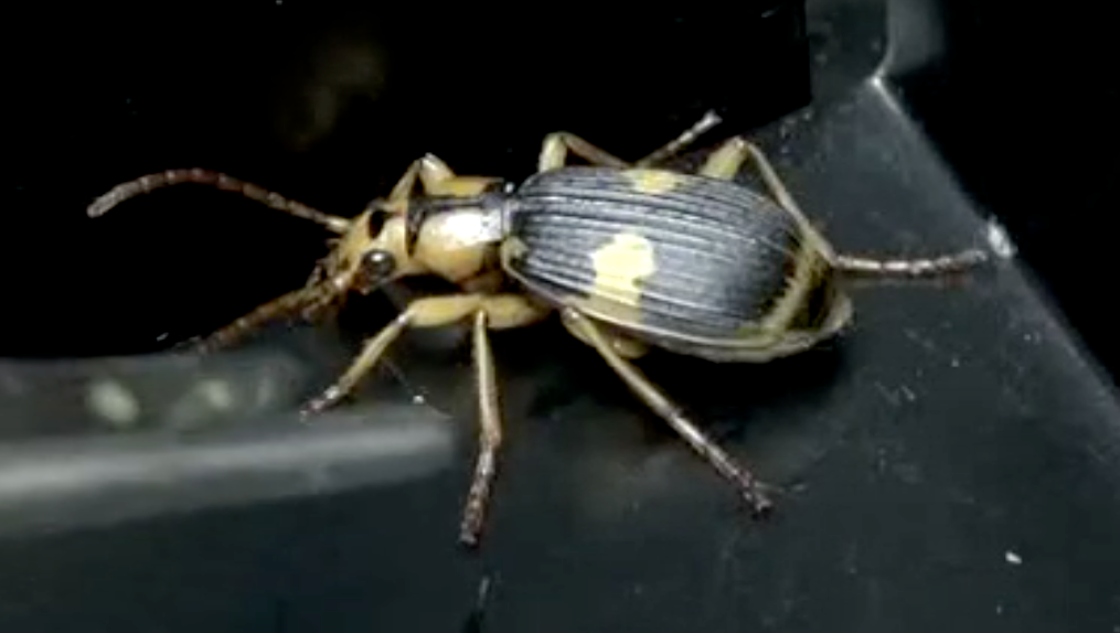 bombardier beetle