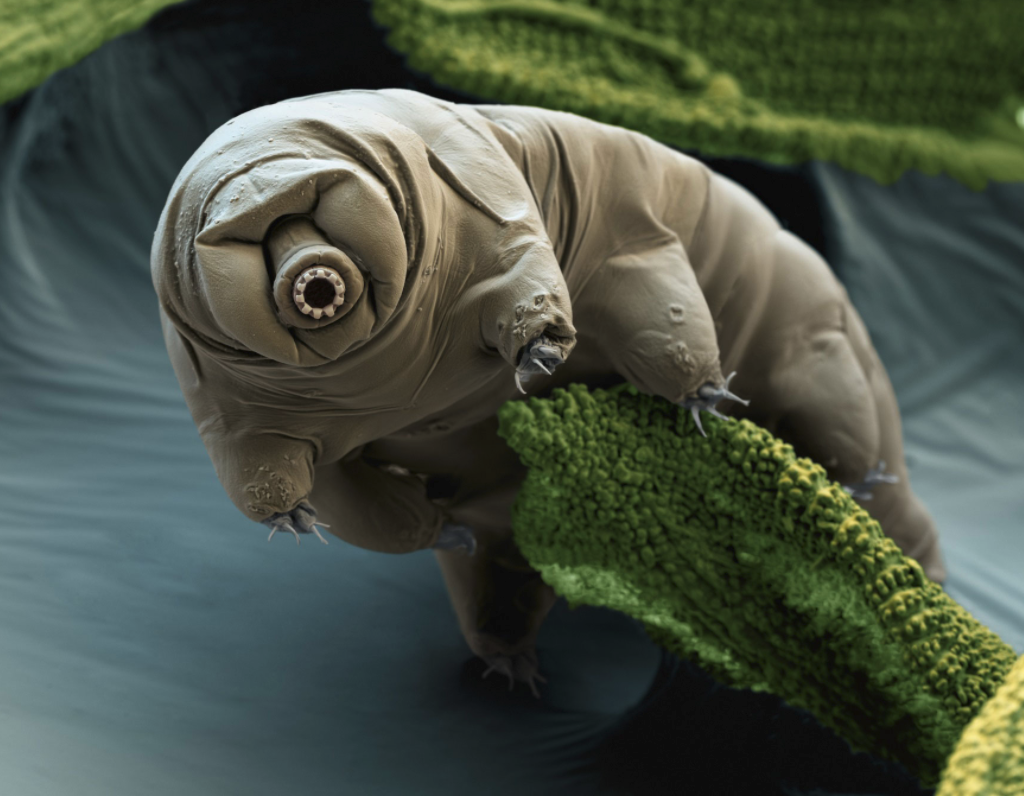 New species of microscopic tardigrade discovered in a Japanese parking lot | BGR New species of microscopic tardigrade discovered in a Japanese parking lot | BGR