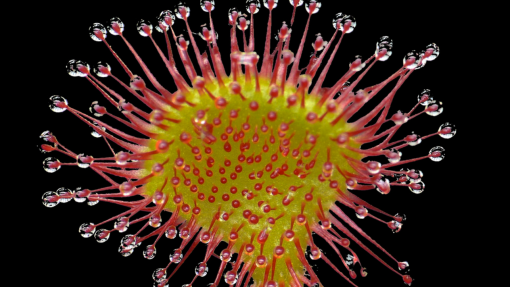 sundew eating