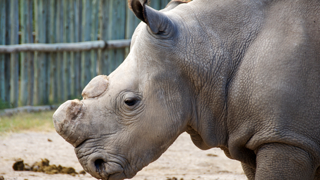 white rhino