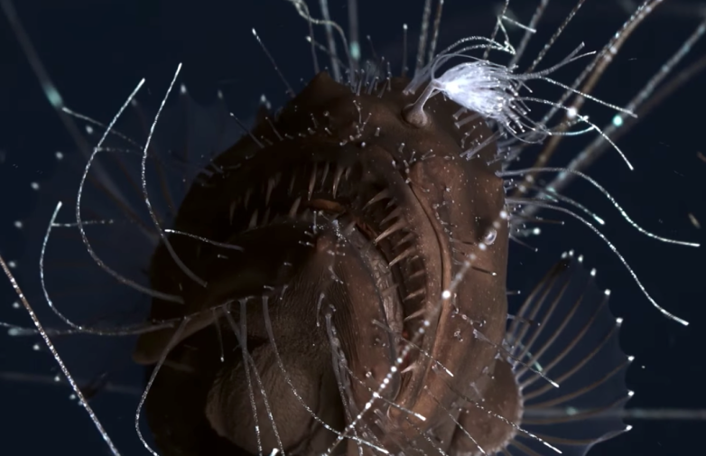 After eluding science for decades, anglerfish have finally been ...