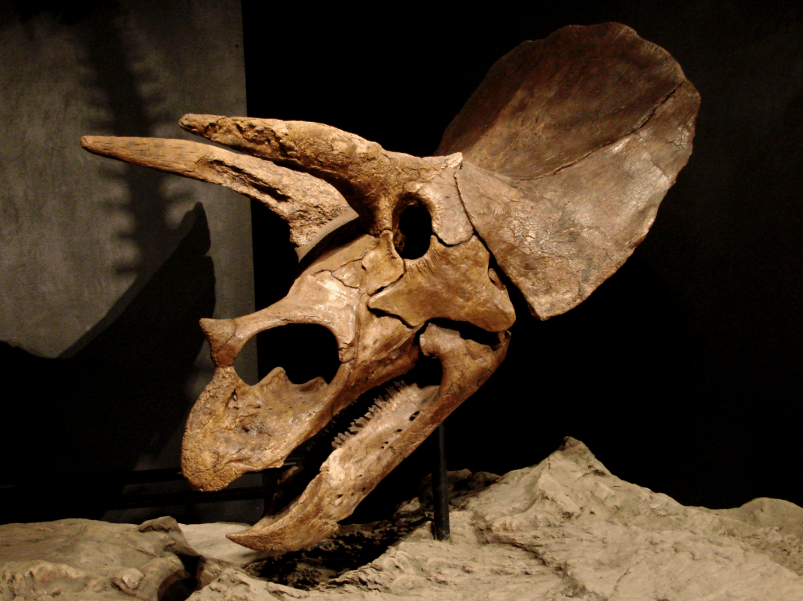 dinosaur with horns around head