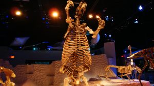 mammals shrinking mammals shrinking