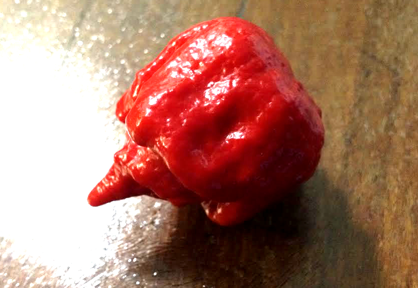 carolina reaper