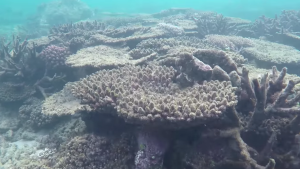 coral reef dying