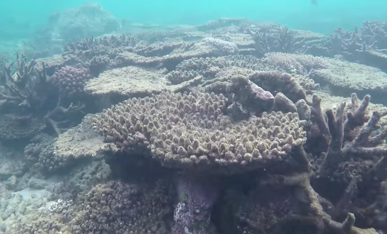 coral reef cost