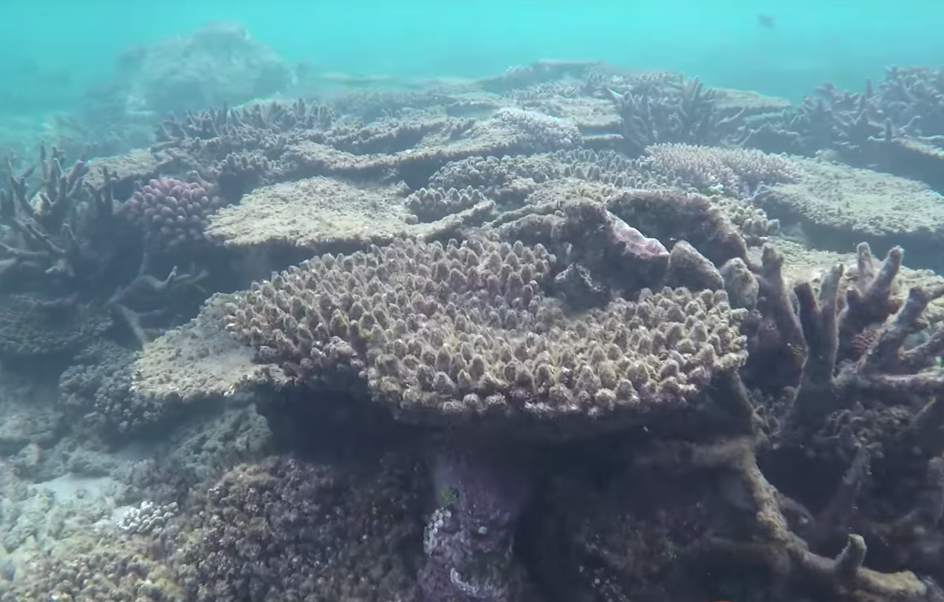 Australia Just Committed To The Most Expensive Coral Reef Restoration