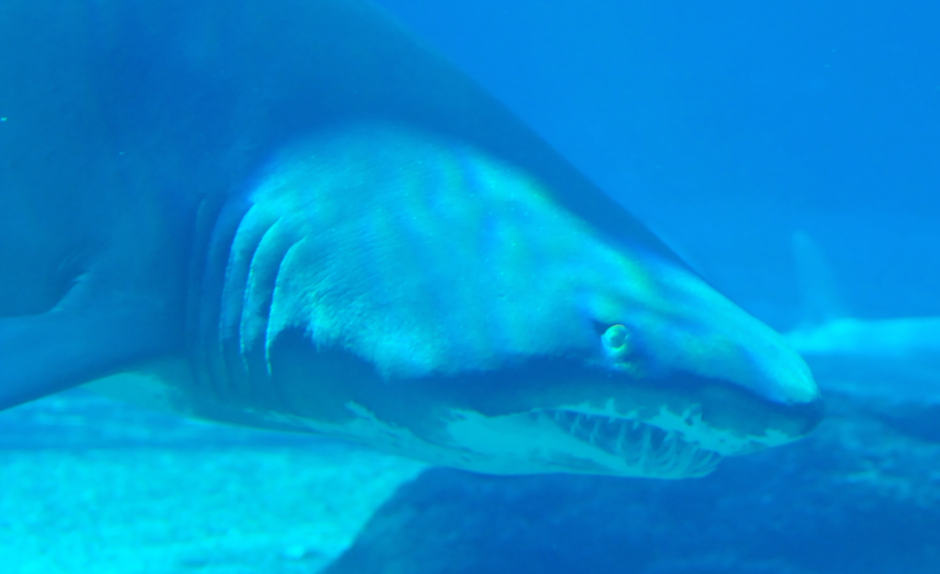 man attacked by shark bear rattlesnake