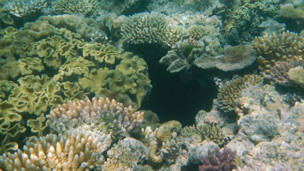 The Great Barrier Reef is suffering from reverse sound pollution, and ...