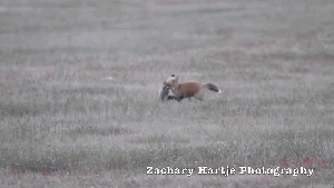 eagle fox rabbit video eagle fox rabbit video