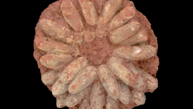 chicken from hell eggs