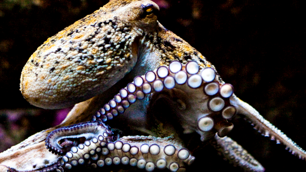 octopus aliens