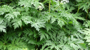 giant hogweed