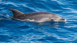horny dolphin horny dolphin