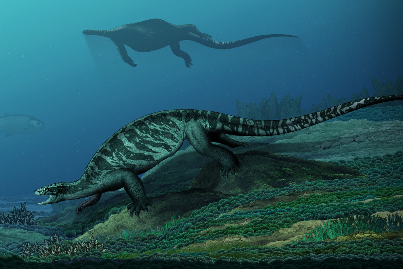 Paleontologists discover fossil of ancient turtle species that never ...