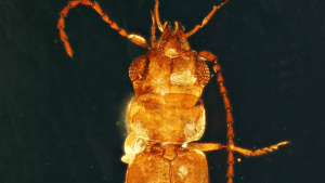 ancient beetle pollen ancient beetle pollen