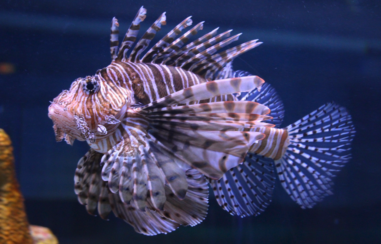 lionfish robot