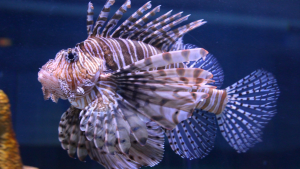 lionfish robot