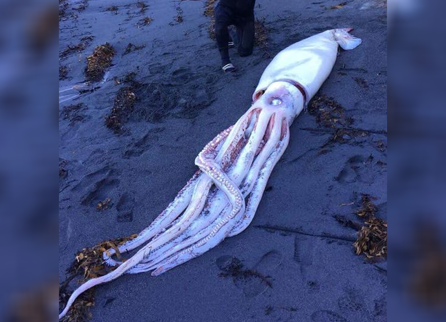 Massive squid washes up on New Zealand beach, and it’s a true sea ...