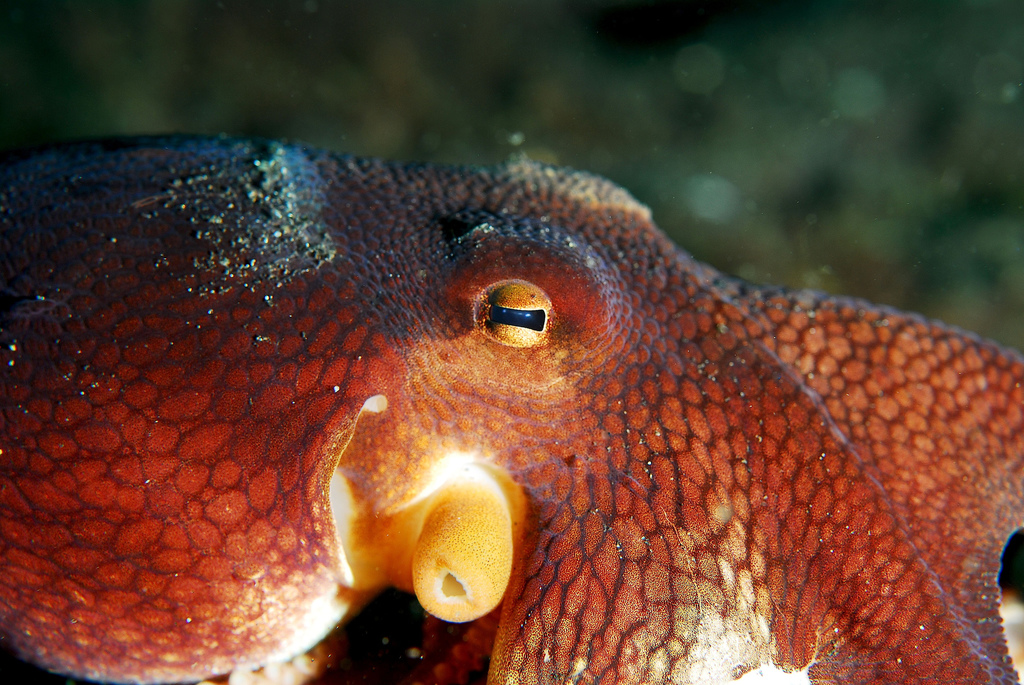 mood changing octopuses