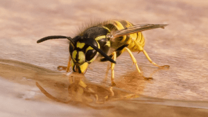wasps vs bees