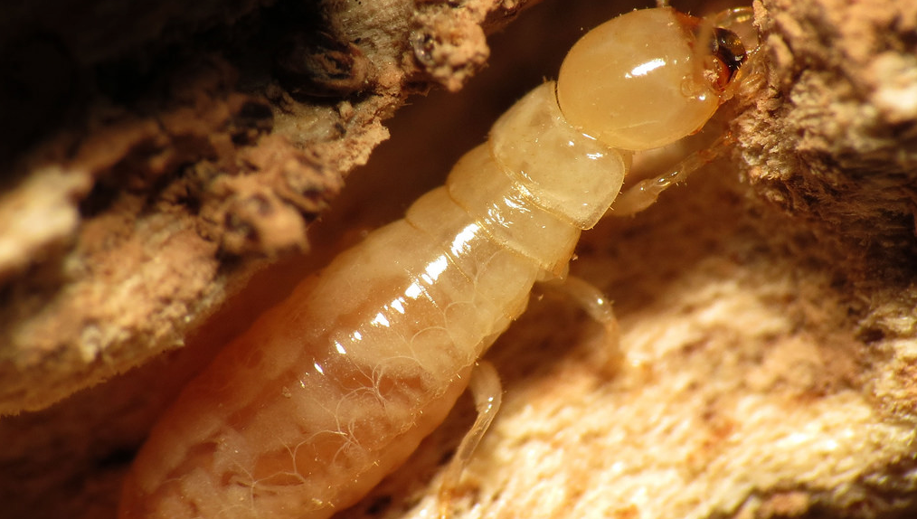 termite reproduction