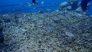 coral reef recovery