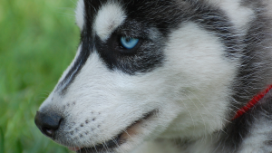 why do huskies have blue eyes