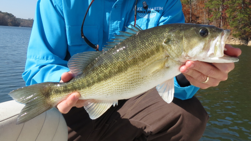 catch and release