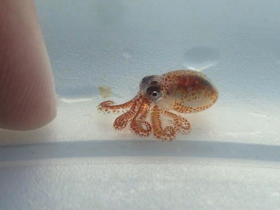 reversible baby octopus