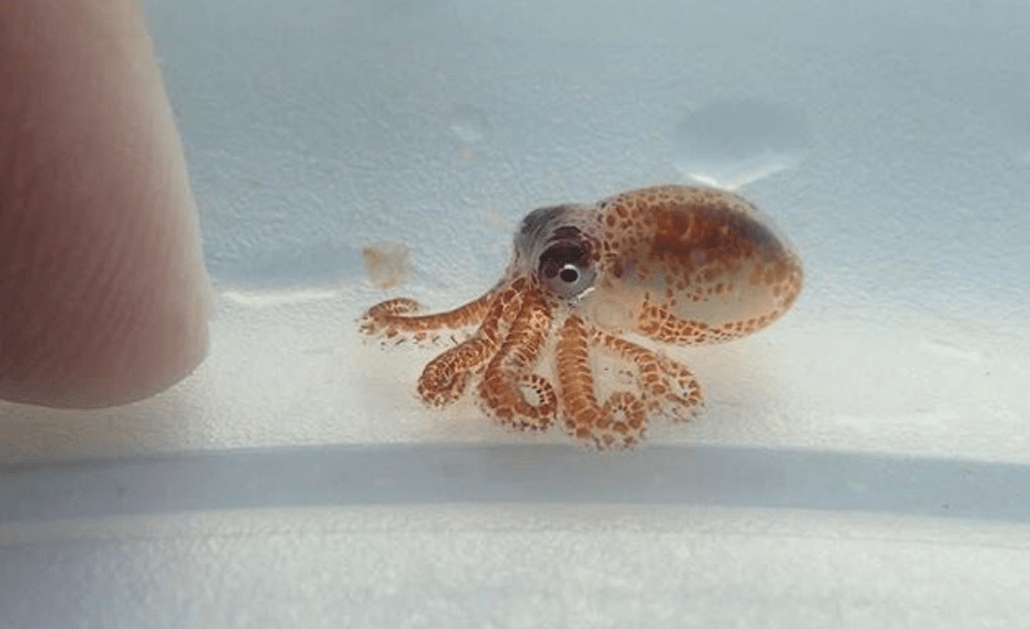 baby octopus