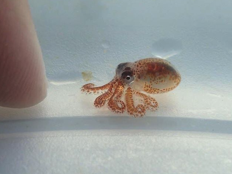 Behold this adorable baby octopus that lived in human trash BGR