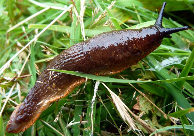 Man dies after being paralyzed for eight years when he ate a slug on a ...