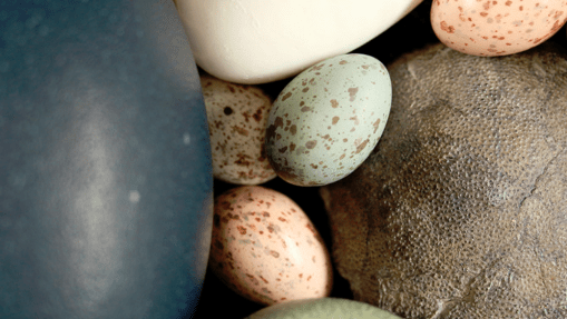 bird egg color