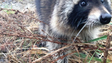 drunk raccoons