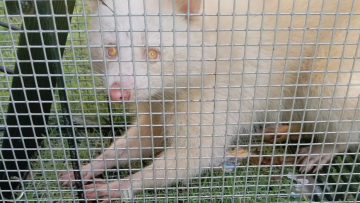 albino raccoon 