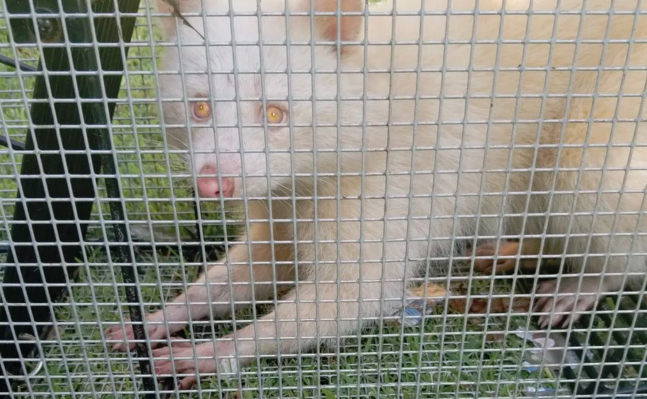 albino raccoon 