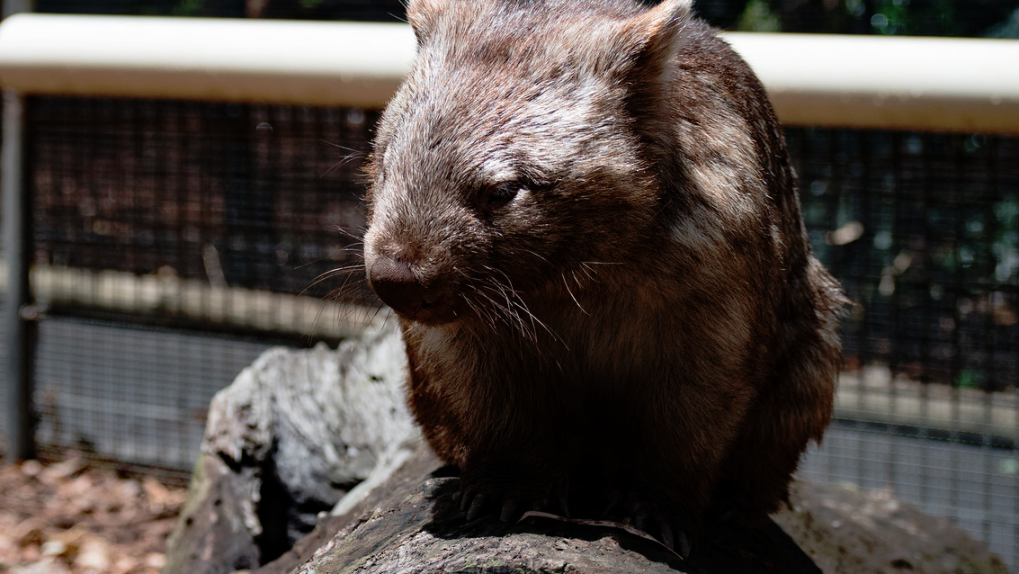 wombat poop