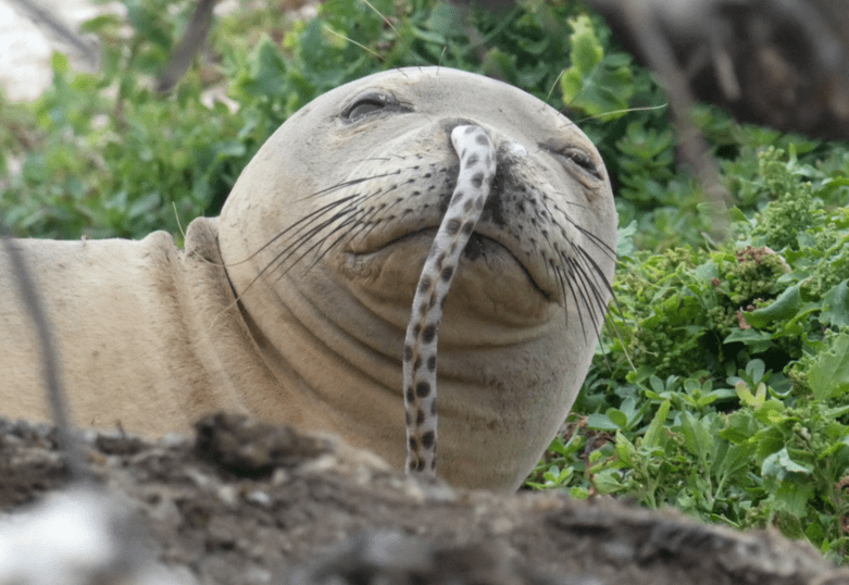 cuddly seals