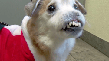 sniffles dog