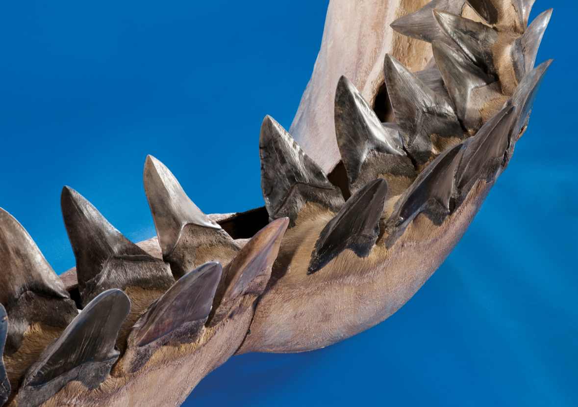 Mega-shark Megalodon may have died off because it got too hot