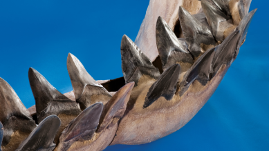 megalodon extinction 