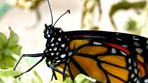 monarch extinction