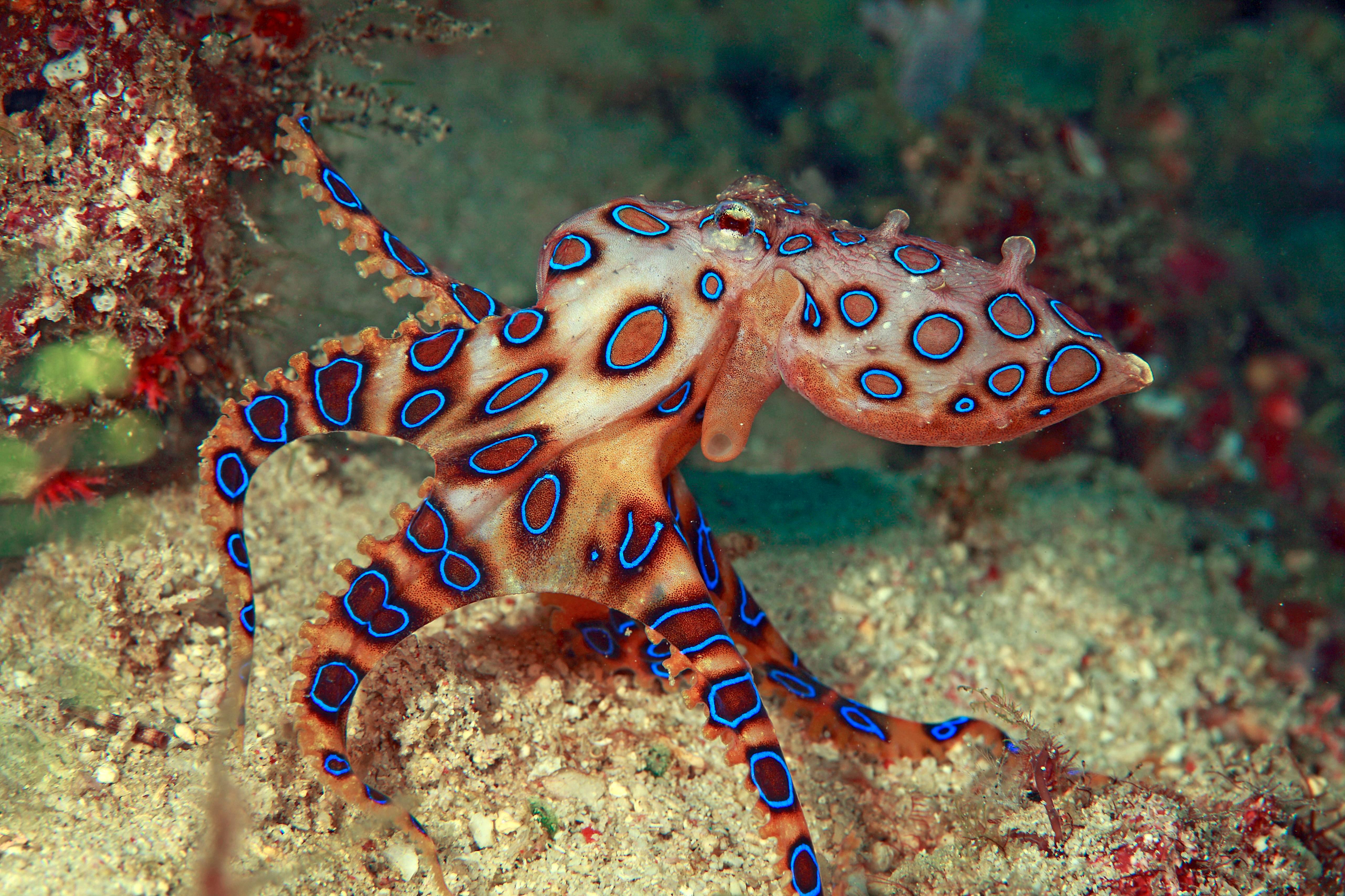 Lucky to be alive': Woman picks up deadly blue-ringed octopus | news.com.au  — Australia's leading news site